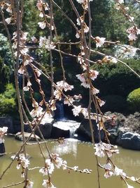 Plants and trees by water