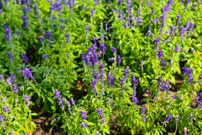 Close-up of purple flowering plants