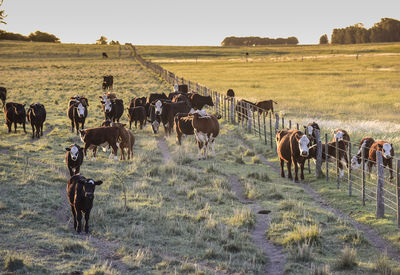 Horses on field