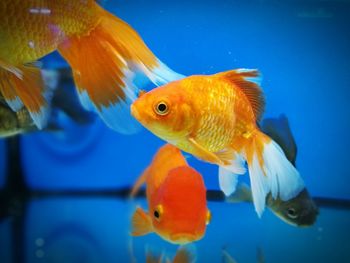 Close-up of fish swimming in aquarium