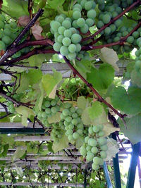 Low angle view of grapes hanging on tree
