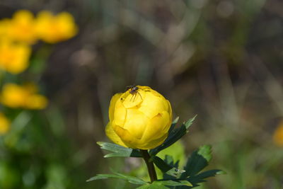 Close-up of yellow flowering plant