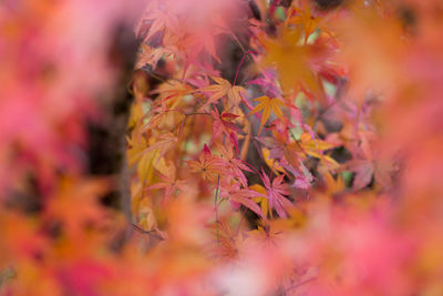 Close-up of maple leaves on plant