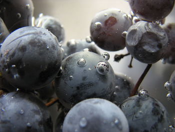 Close-up of wet cherries