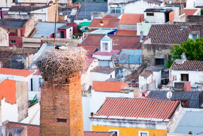Stork nest in spain