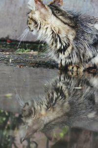 Close-up of a cat