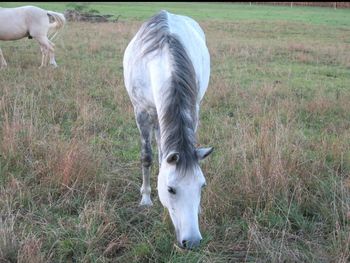 Horses grazing on grassy field