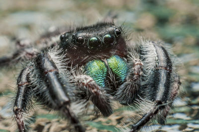 Close-up of  jumping spider