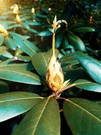 Close-up of flowering plant