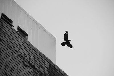 Low angle view of silhouette bird flying by building against clear sky