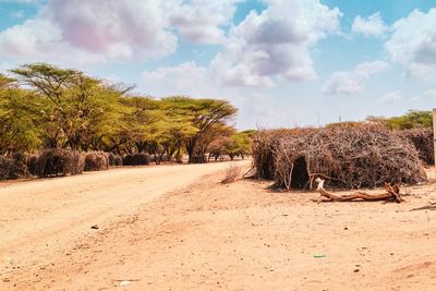 Traditional samburu tribe houses amidst acacia trees in ngurunit, marsabit county, kenya