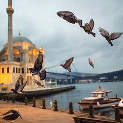 Seagulls flying over sea