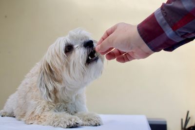 Midsection of man with dog