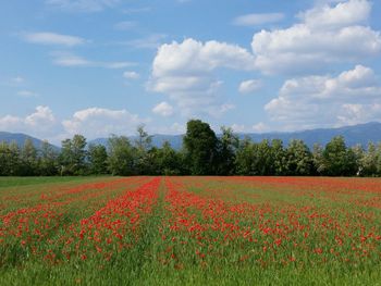 Scenic view of oilseed rape field against sky