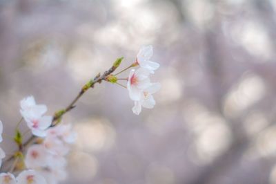 Close-up of cherry blossoms