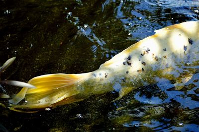 Close-up of fish swimming in sea
