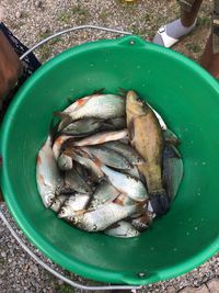 High angle view of fish in container