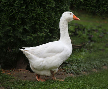 Close-up of duck on grassy field