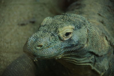 Komodo dragon, an endangered monitor lizard from indonesia