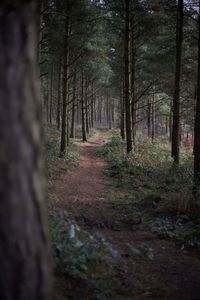 Trees in forest