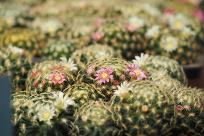 Close-up of cactus plant