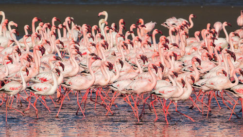 Flamingoes in lake