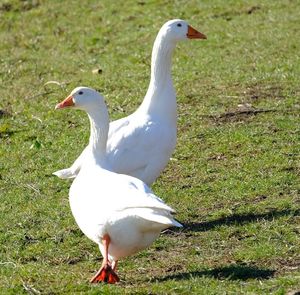 Seagull on a land