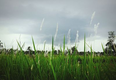 Grass on field against sky