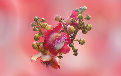 Close-up of pink flowering plant