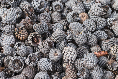 Full frame shot of pine cones