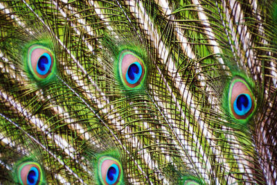 Full frame shot of multi colored feathers