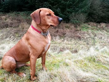 Close-up of dog on grass