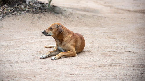 Dog sitting on a land