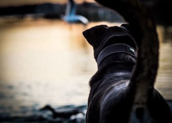 Close-up of dog against sky