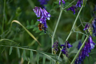 Close-up of bee pollinating on purple flowering plant