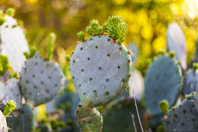 Close-up of prickly pear cactus