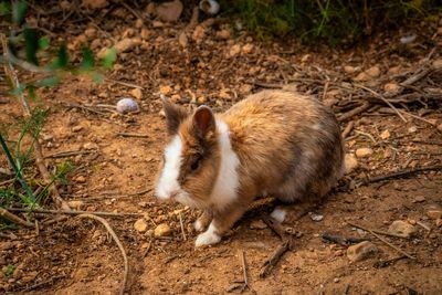 High angle view of sheep on field