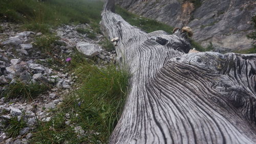 View of lizard on rock