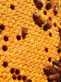 High angle view of bee