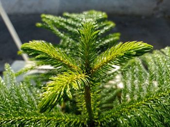 Close-up of palm tree