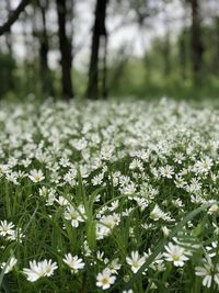 White flowering plants on field