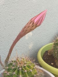 Close-up of succulent plant against wall