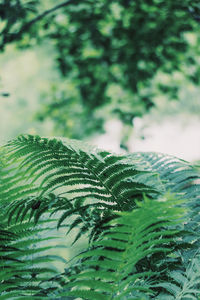 Close-up of fern leaves on tree