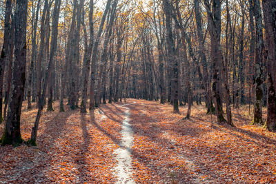 Road amidst trees in forest during autumn