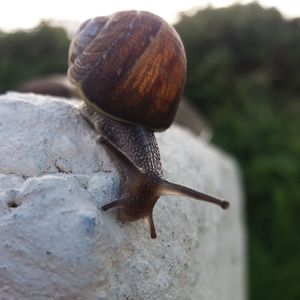 Close-up of snail