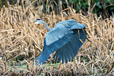 High angle view of gray heron perching on field