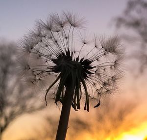 Close-up of flower against sky