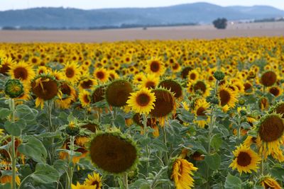 View of sunflowers on field