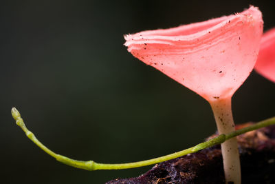 Close-up of wet pink flower against black background