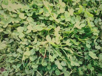 Full frame shot of leaves